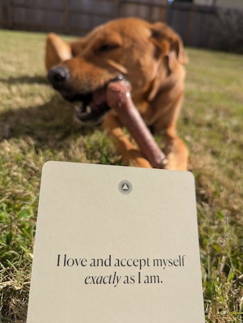 Penny on the grass. Text: I love and accept myself exactly as I am.